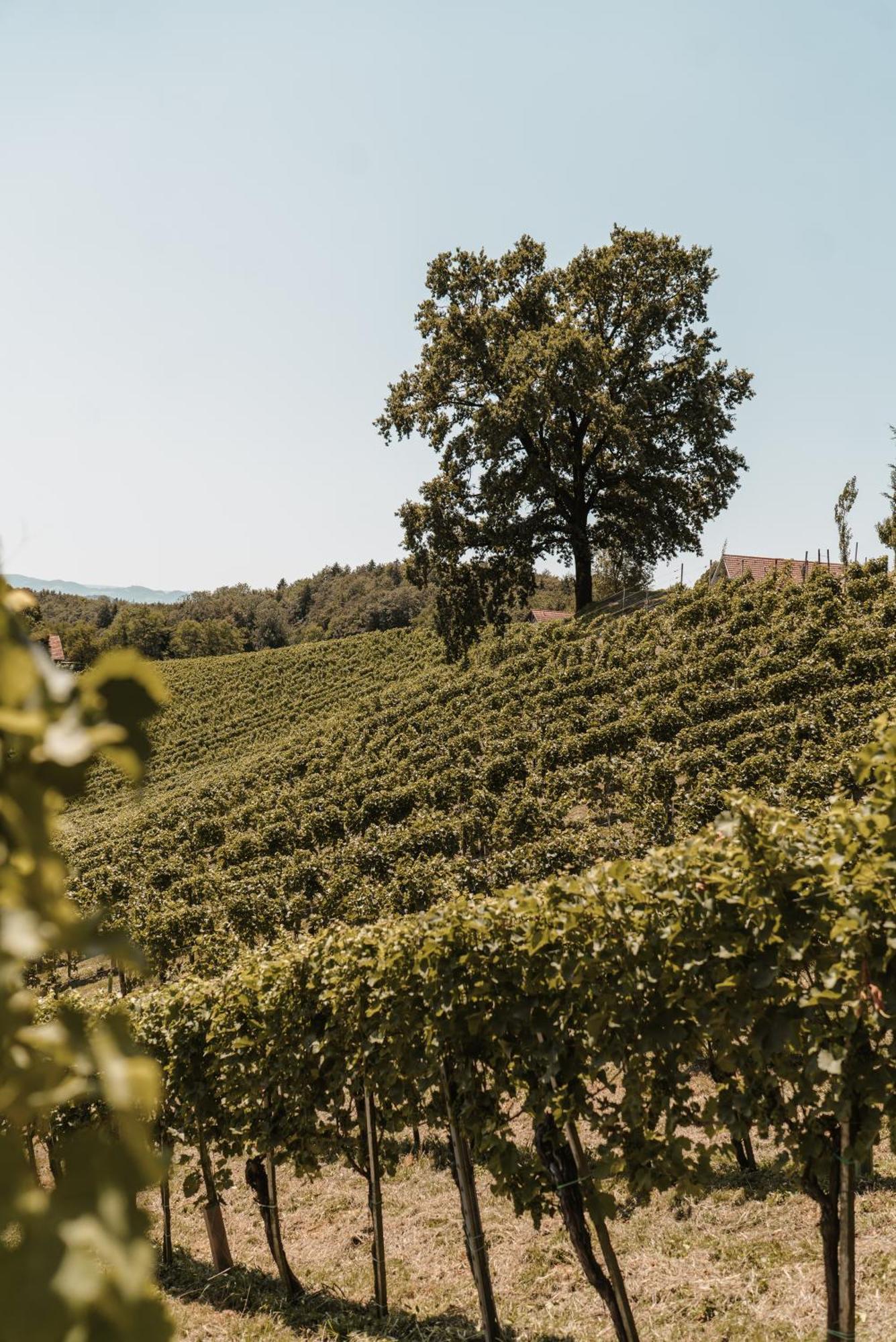Weingut Assigal Villa Leibnitz Exterior photo